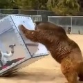 Bear unboxing