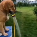 Suprise! SPECIAL dog wash lmfao