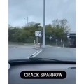 Crack sparrow