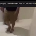 Hanno messo un gatto randagio per catturare un topo