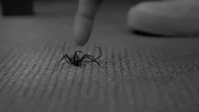 La araña que le pico a spiderman - Meme subido por Sebas78YT :) Memedroid