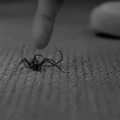 La araña que le pico a spiderman