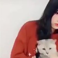 Cats react to the cat-face filter