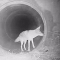 Coyote showing the way to a racoon through the tunnel under the highway