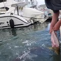 Robada de pez por un pez gigante