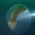 Giant squid egg
