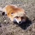 Fox loaf