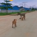 Donkey vs dog