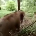 Baby elephant slide