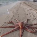 Octopus walk