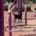 Doggo having fun at the park