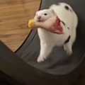 commented item thumbnail