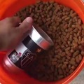 How a guy from MG (BR), a suffering fan of CAM (Clube Atlético Mineiro), feeds his dog