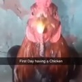 Primer día con un pollo