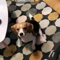 Dog interprets the lyrics of a song as commands