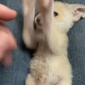 Zorro fennec bebé :socute: