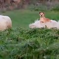 Dog takes a ride on the back of a sheep