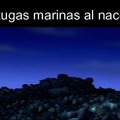 Tortugas marinas