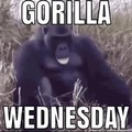 Enjoy this gorilla Wednesday guys