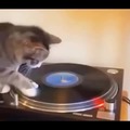 gato spinner