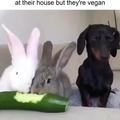 Vegan friends