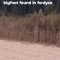 Bigfoot found