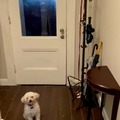 Milo, wanna go outside?