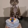 Happy birthday elegant cat
