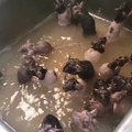 Fans de Rusia bañandose