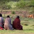 Three men casually stealing meat from lion pride