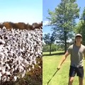 The cotton fields