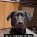 He hates mango but he tries to be polite