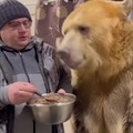 Bear as a pet