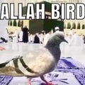 ALLAH BIRD