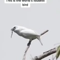 The world's loudest bird