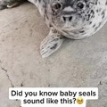 Baby seals