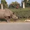 Perro despertado por un rinoceronte