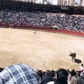 Spain and bulls
