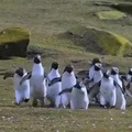 Penguins following a butterfly