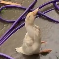 Un pato cua cua