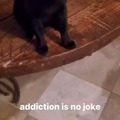 Addicted cat