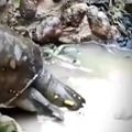 Turtle vs fish