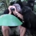 In gorillas world