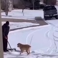 Doggo loves snow
