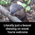 That's got to be like a satisfying thing to do for beavers