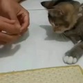 Gatos podem aprender truques