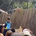 Tiger fart