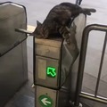 metro gato