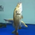 commented item thumbnail