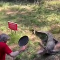 Panning the hell out of a croc